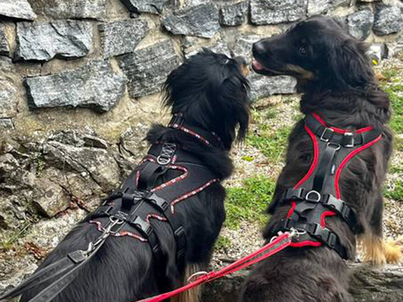 Zwei große Hunde mit Hundegeschirr