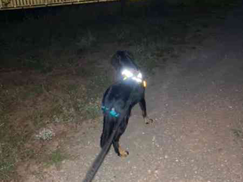 Großer Hund mit reflektierendem Geschirr