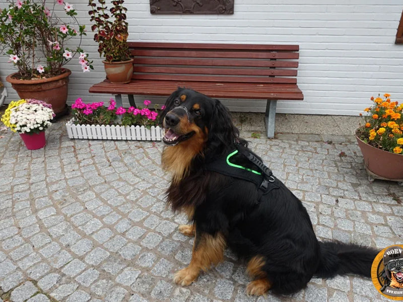 Großer Hund mit Hundegeschirr draußen