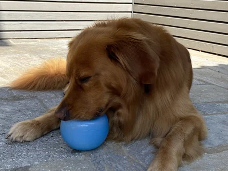 Großer Hund mit robustem Spielzeug