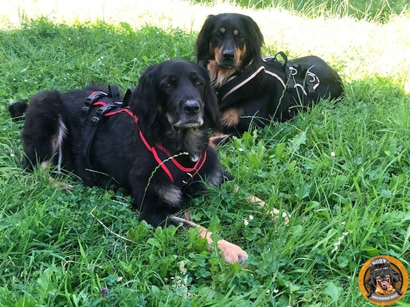 Zwei große Hunde mit Geschirr