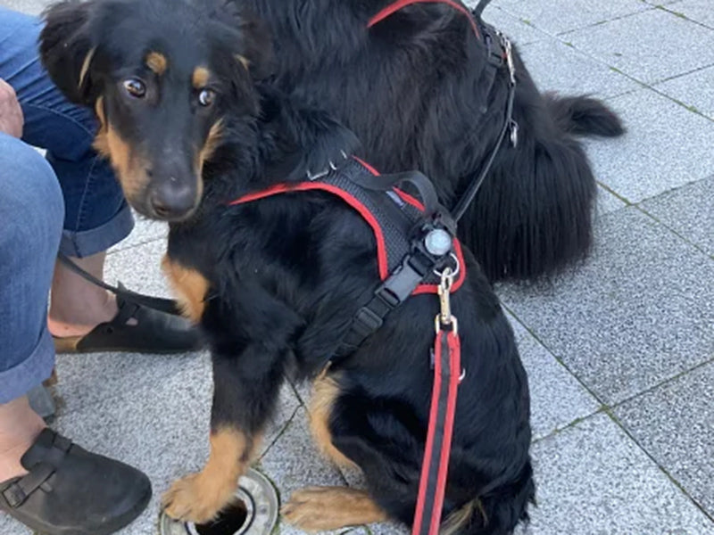 Großer Hund mit stabilem Geschirr