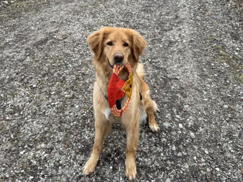 Großer Hund mit robustem Spielzeug