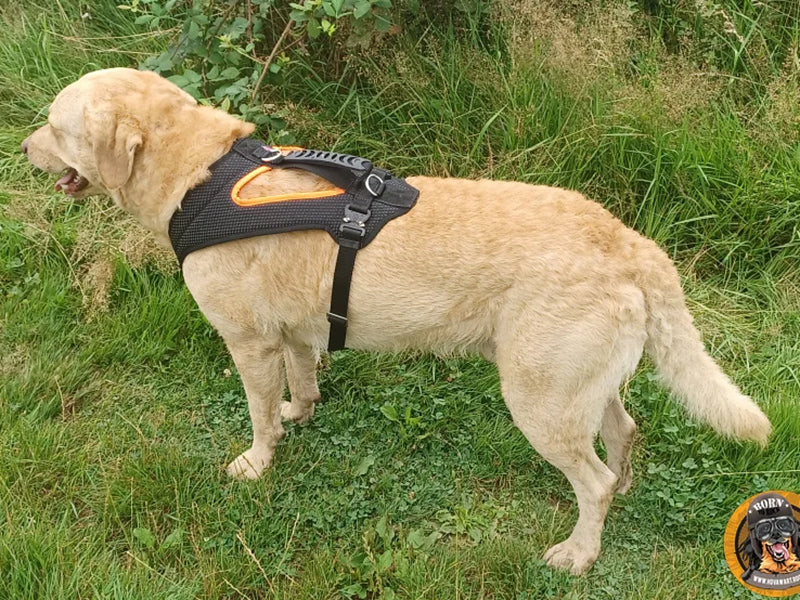 Großer Hund mit robustem Geschirr