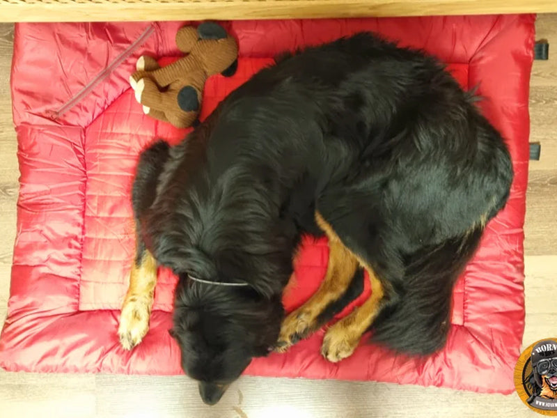 Großer Hund auf rotem Hundebett