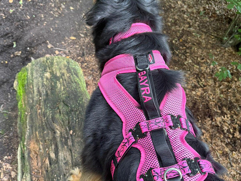Großer Hund mit pinkem Geschirr