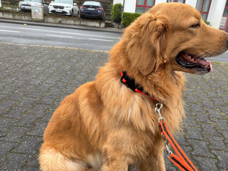Großer Hund mit robustem Geschirr