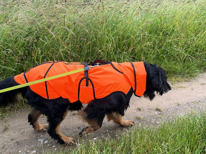 Großer Hund mit Sicherheitsmantel