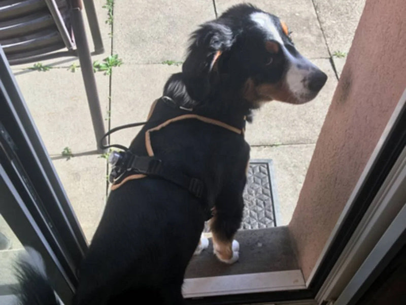 Großer Hund mit Geschirr draußen