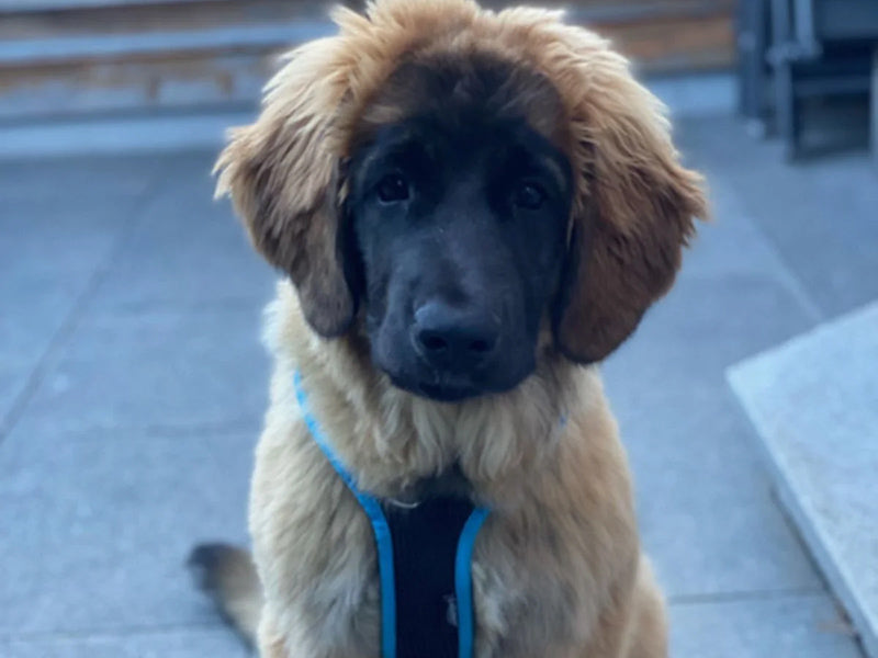 Großer Hund mit Hundegeschirr
