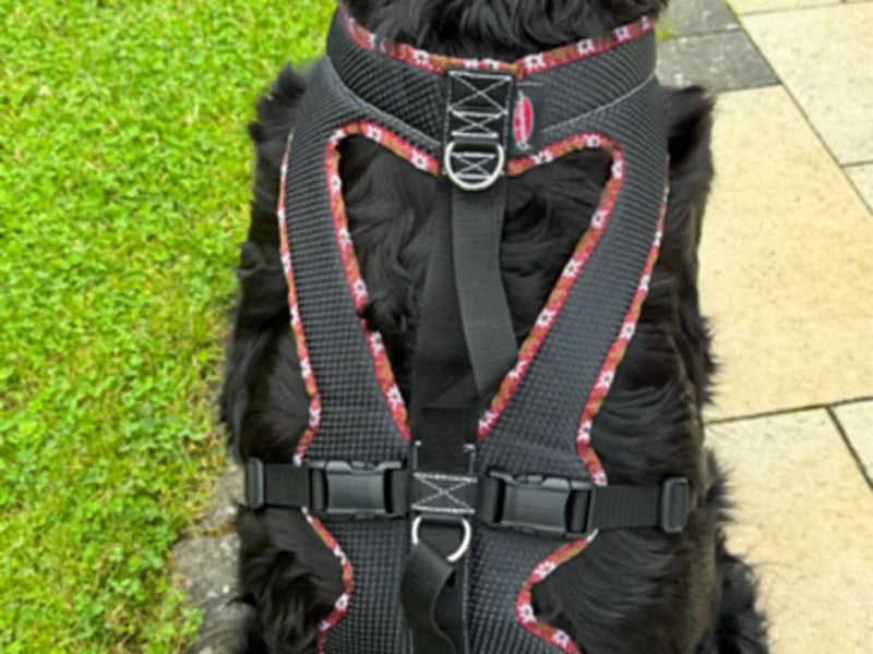 Großer Hund mit robustem Geschirr