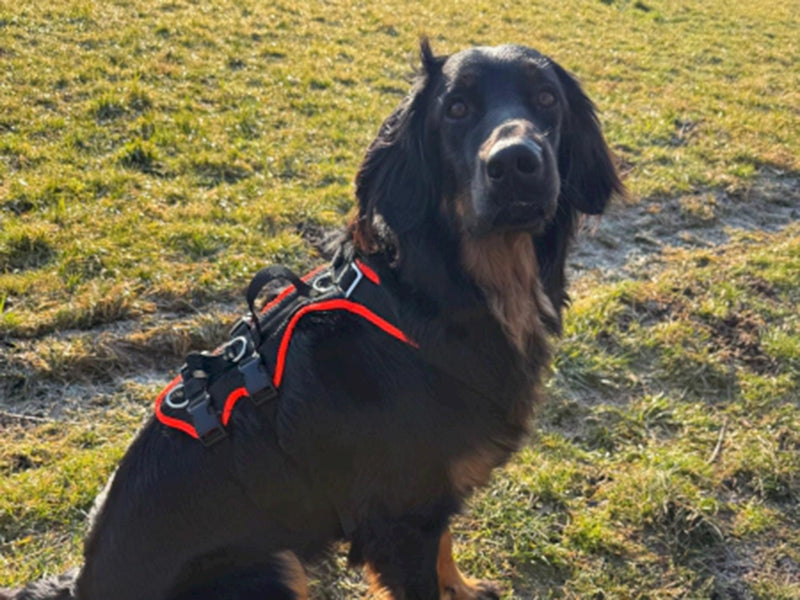 Großer Hund mit Hundegeschirr draußen