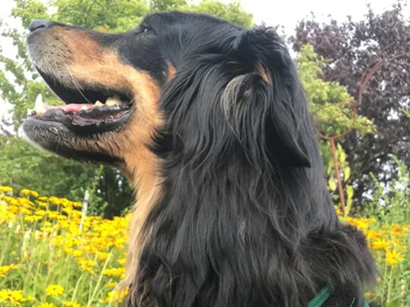 Großer Hund mit Halsband draußen