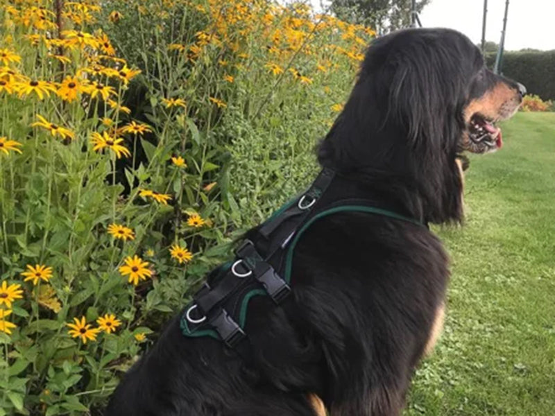 Großer Hund mit robustem Geschirr
