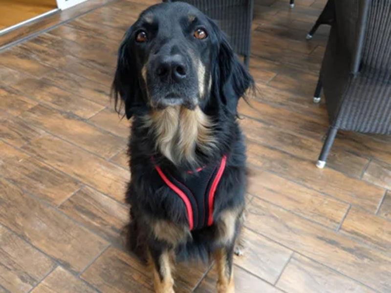 Großer Hund mit Hundegeschirr