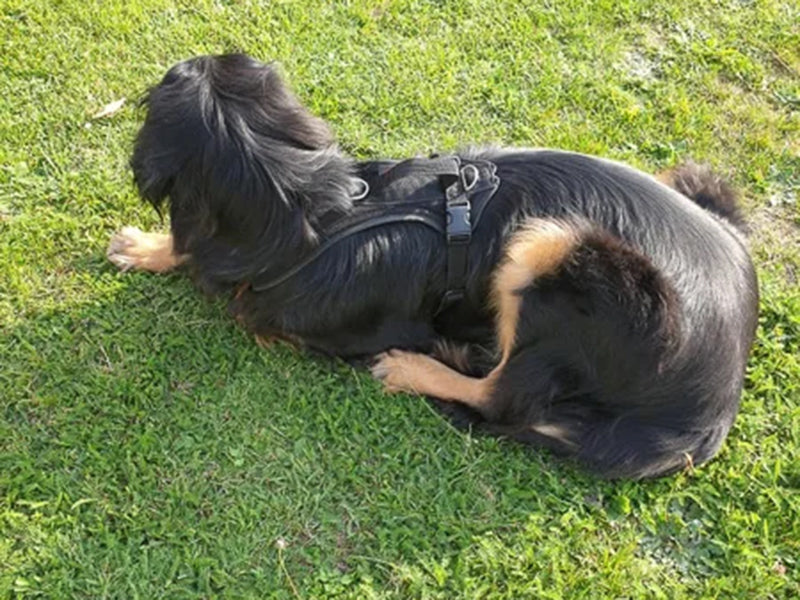 Großer Hund mit Hundegeschirr liegend