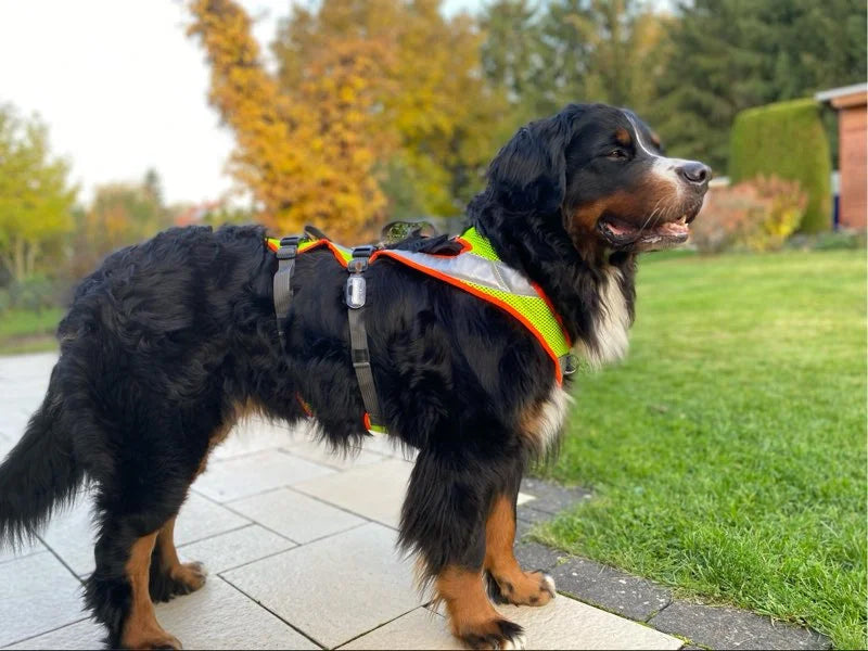 Großer Hund mit Sicherheitsgeschirr draußen