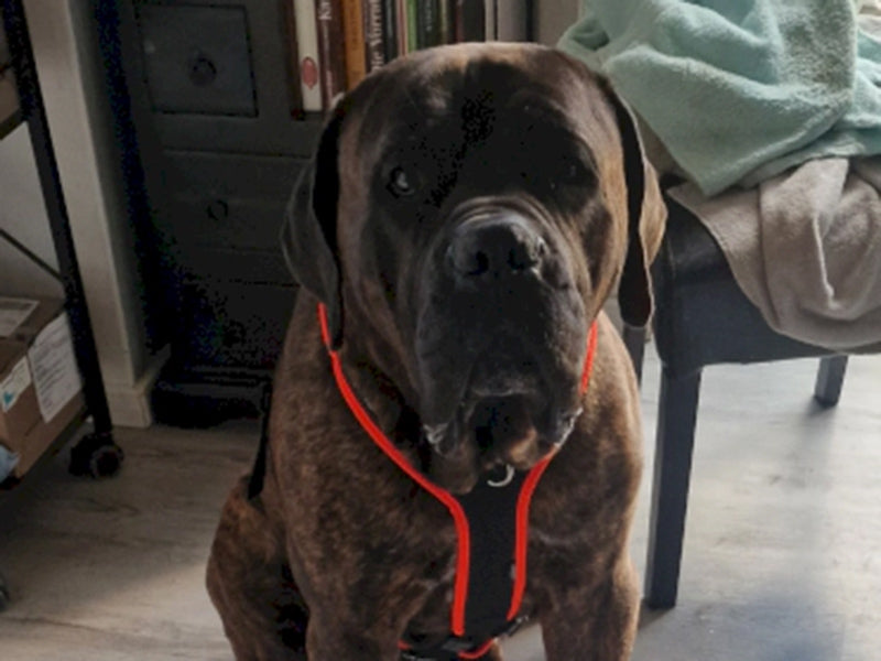 Großer Hund mit Hundegeschirr