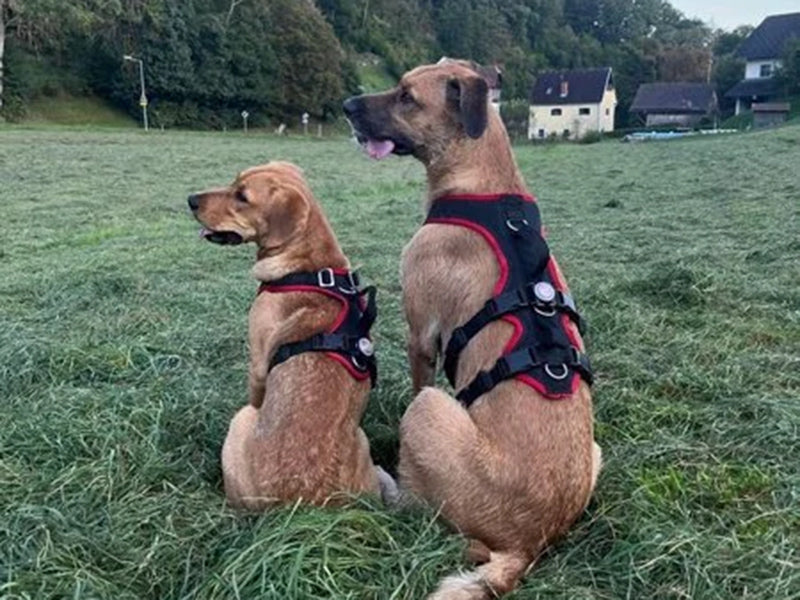 Zwei große Hunde mit Geschirr
