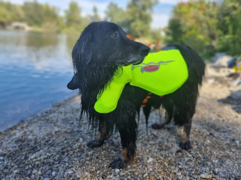 Großer Hund mit Schwimmweste