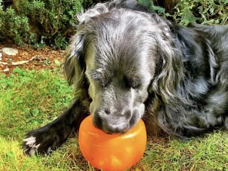 Großer Hund mit robustem Spielzeug