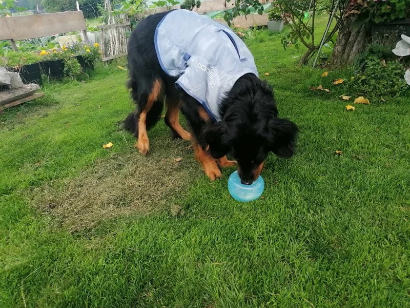 Großer Hund mit Kühlweste trinkt