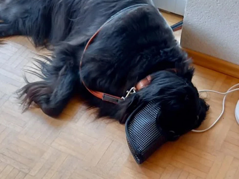 Großer Hund mit stabilem Halsband