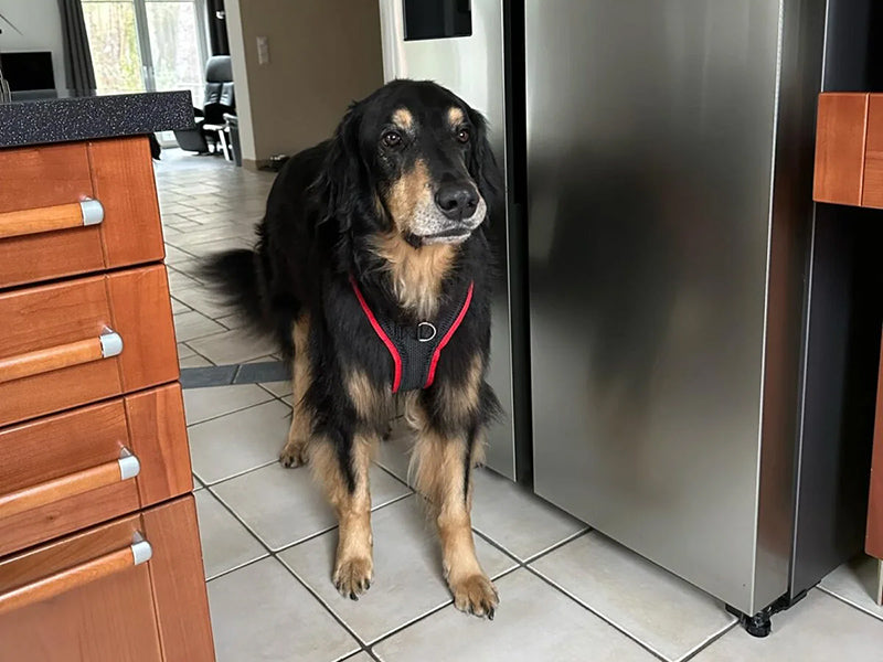 Großer Hund mit rotem Geschirr