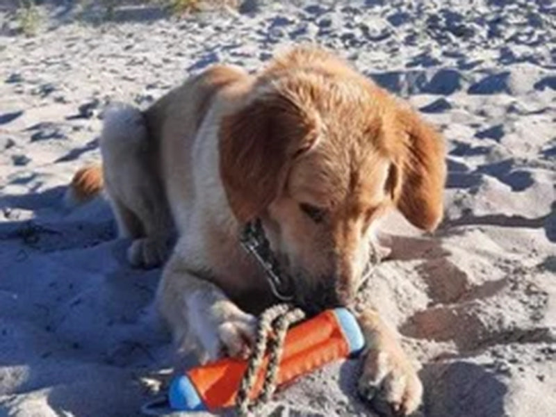 Großer Hund mit robustem Spielzeug