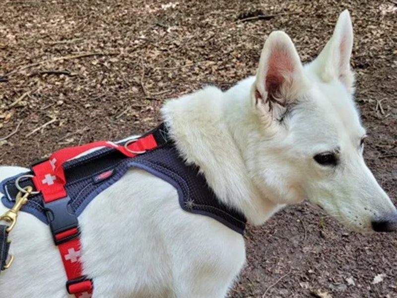 Großer Hund mit robustem Geschirr