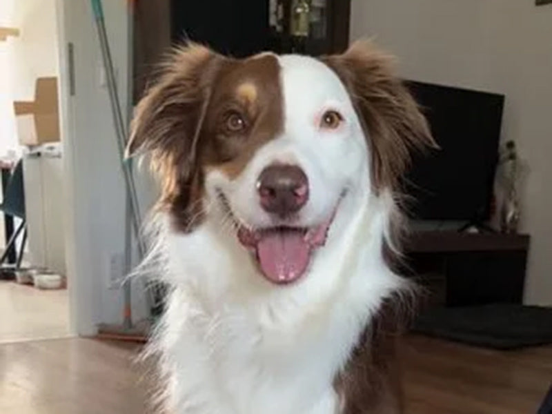Großer Hund sitzt im Wohnzimmer.
