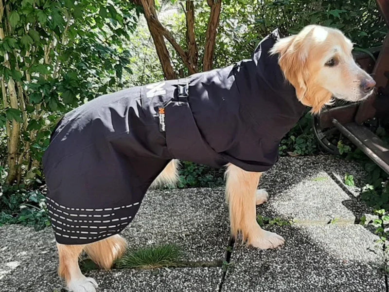 Großer Hund trägt Outdoor-Mantel