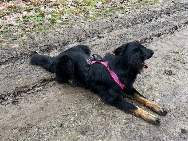 Großer Hund mit Geschirr draußen