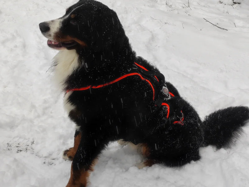 Großer Hund mit Geschirr Schnee