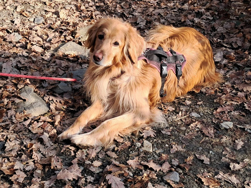 Großer Hund mit robustem Geschirr