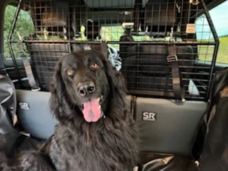 Großer Hund mit Auto-Schutzgitter