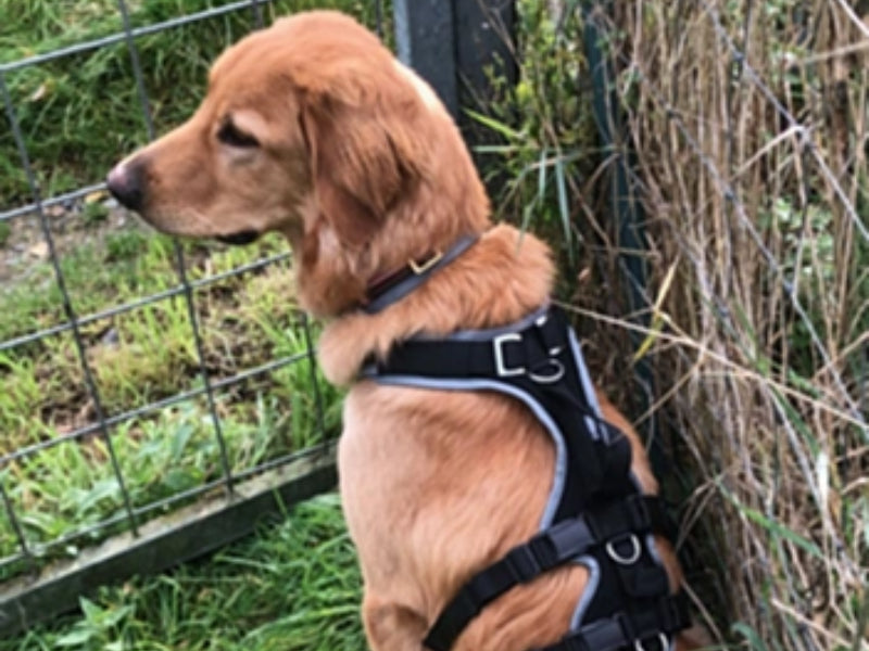 Großer Hund mit Hundegeschirr