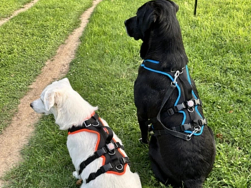 Zwei Hunde mit Hundegeschirr draußen