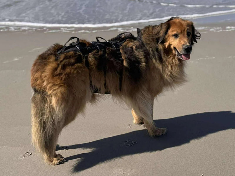 Großer Hund mit Hundegeschirr Strand