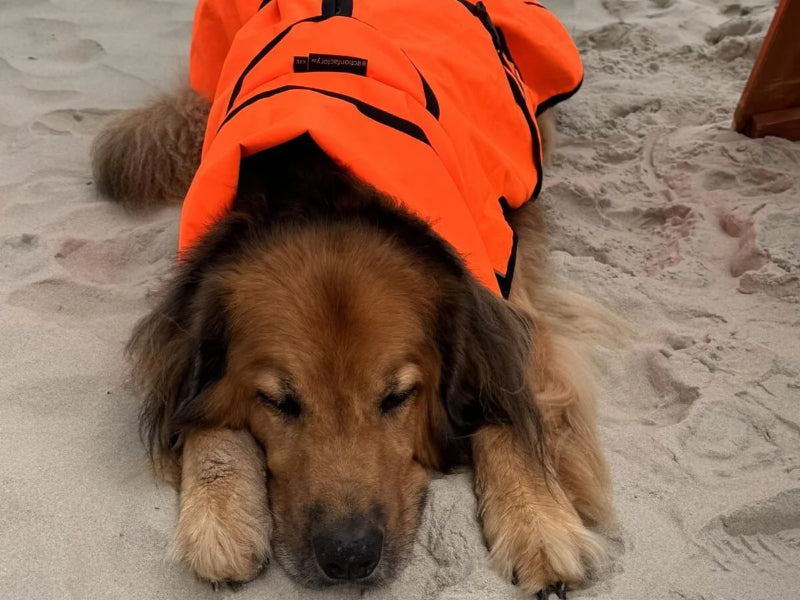 Großer Hund mit Warnweste