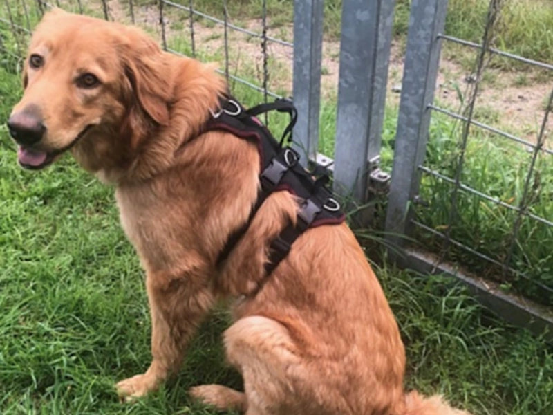 Großer Hund mit robustem Geschirr