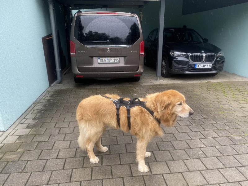 Großer Hund mit Hundegeschirr