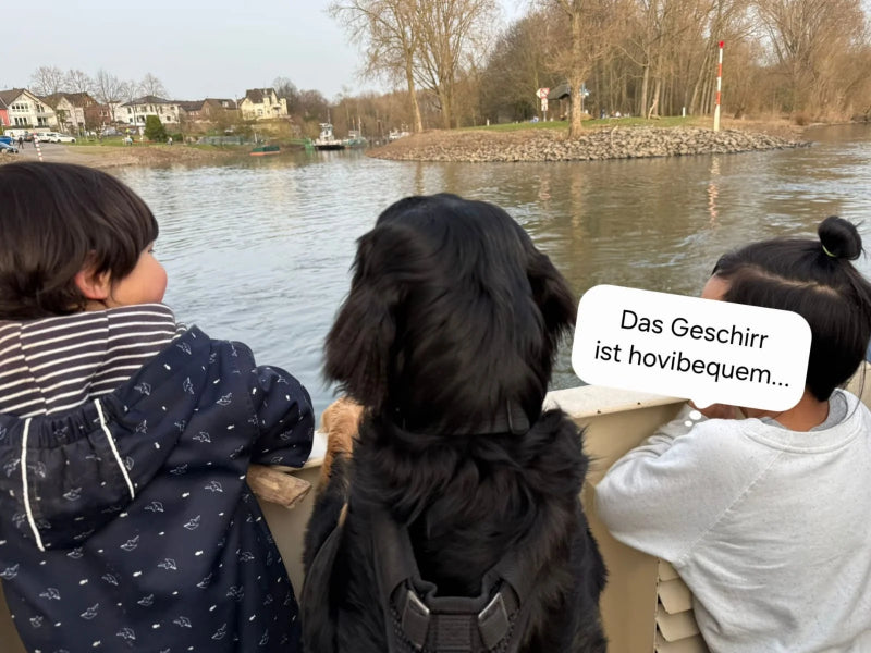 Großer Hund mit Geschirr draußen