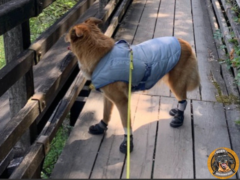 Großer Hund mit Outdoor-Ausrüstung