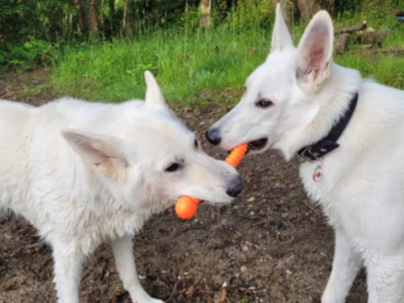 Zwei große Hunde mit Spielzeug