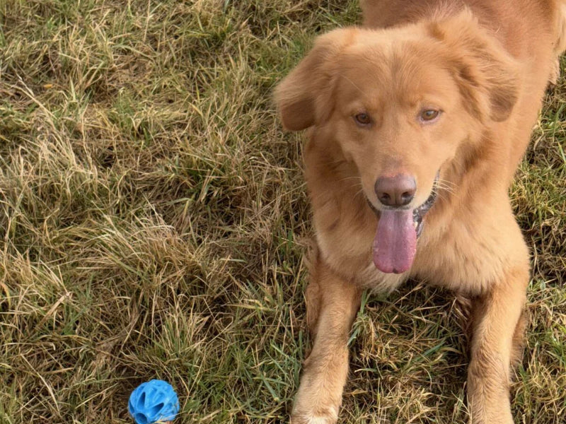 Großer Hund mit Spielzeug draußen