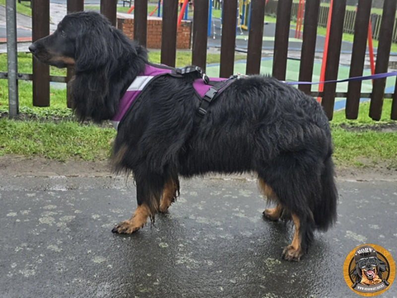 Großer Hund mit robustem Geschirr