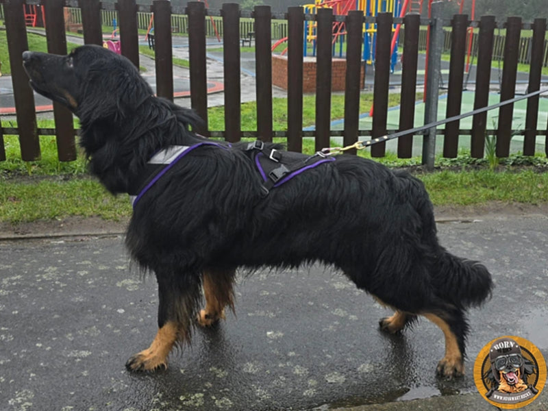 Großer Hund mit robustem Geschirr