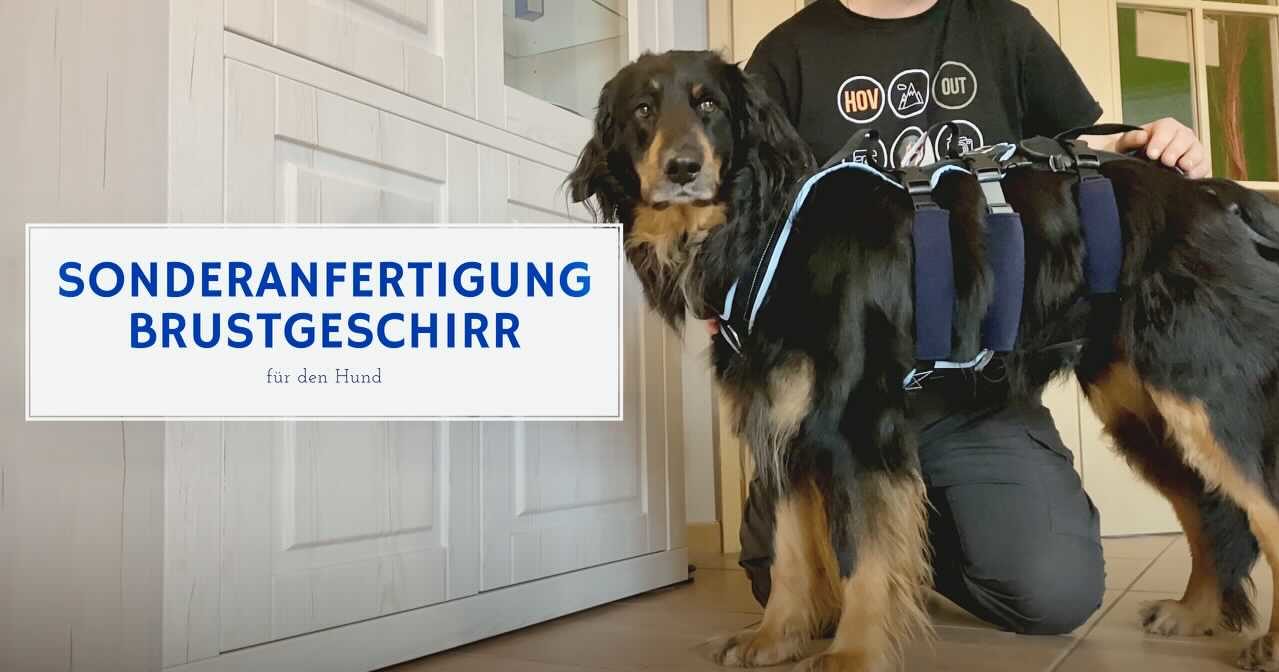 Alexander Laubenthal mit seiner Hündin Aila an der er zeigt, wie Sonderanfertigungen bei Hundegeschirre aussehen. Es ist ein Teaser für ein Video