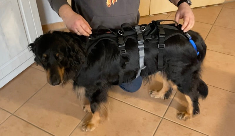 XLong Geschirr für Hunde mit einer geschwächten Hinterhand